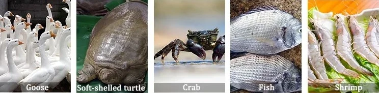 fish shimp application fish shimp application